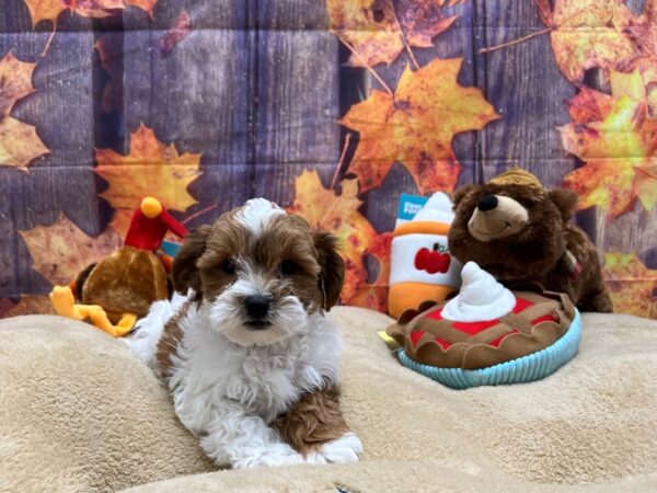 Poodle/Shih Tzu-Dog-Male-White / Red-25760-Petland Las Vegas, Nevada