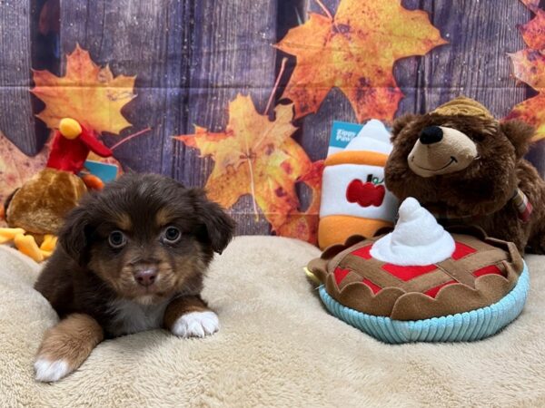 Miniature Australian Shepherd Dog Male Chocolate / Tan 25755 Petland Las Vegas, Nevada