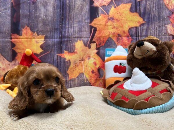 Cavalier King Charles Spaniel Dog Male Ruby 25756 Petland Las Vegas, Nevada