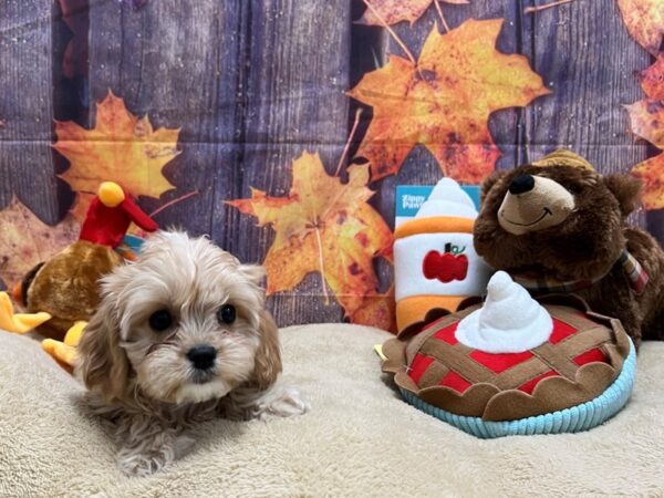 Cavalier King Charles Spaniel/Poodle-Dog-Female-Apricot-25766-Petland Las Vegas, Nevada