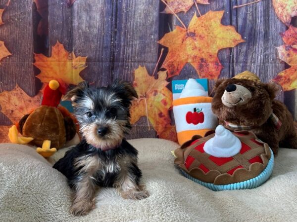 Silky Terrier Dog Female Black / Tan 25768 Petland Las Vegas, Nevada