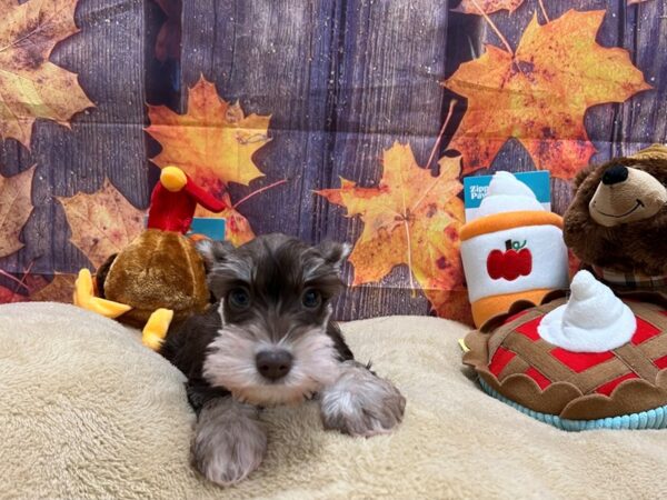 Miniature Schnauzer Dog Female Liver / White 25773 Petland Las Vegas, Nevada