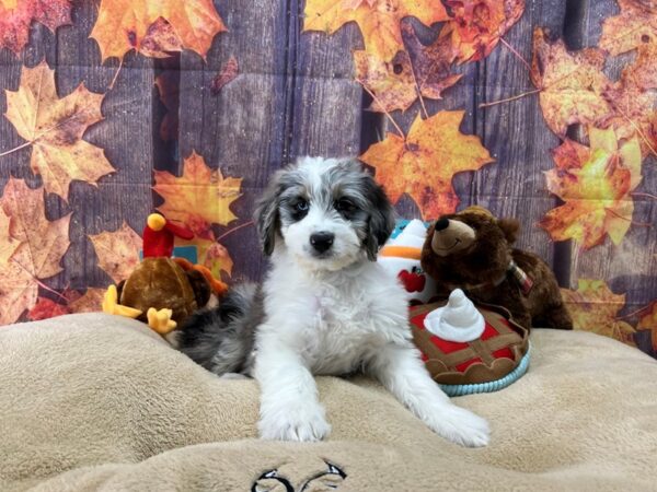 Australian Shepherd/Standard Poodle-Dog-Male-Blue Merle White / Tan-25759-Petland Las Vegas, Nevada