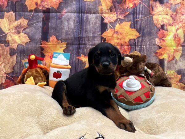 Rottweiler-Dog-Female-Black / Tan-25769-Petland Las Vegas, Nevada