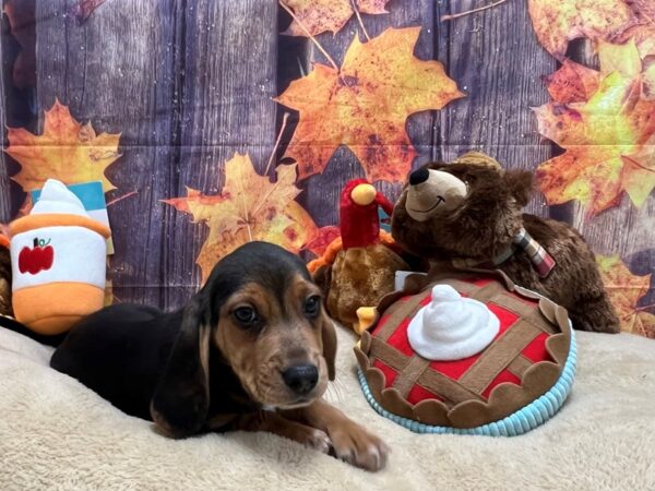 Beagle Dog Male Black Tan and White 25743 Petland Las Vegas, Nevada