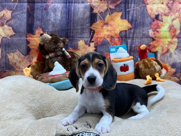 Beagle Dog Female Black White and Tan 25742 Petland Las Vegas, Nevada