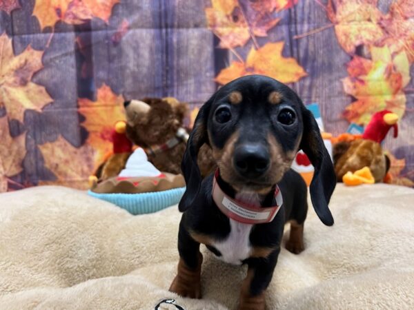 Dachshund Dog Female Black and Tan 25741 Petland Las Vegas, Nevada