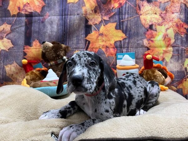 Great Dane Dog Female Merle 25747 Petland Las Vegas, Nevada