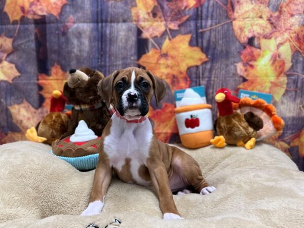 Boxer Dog Female Fawn 25745 Petland Las Vegas, Nevada