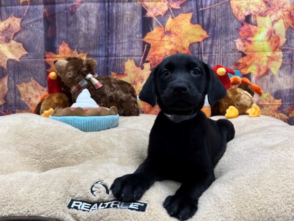 Labrador Retriever Dog Male Black 25748 Petland Las Vegas, Nevada