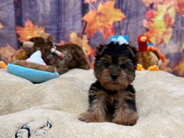 Yorkshire Terrier Dog Female Black and Tan 25753 Petland Las Vegas, Nevada