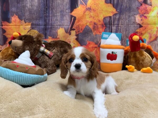 Cavalier King Charles Spaniel Dog Female Blenheim 25746 Petland Las Vegas, Nevada