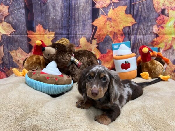 Dachshund Dog Male Chocolate / Tan 25774 Petland Las Vegas, Nevada