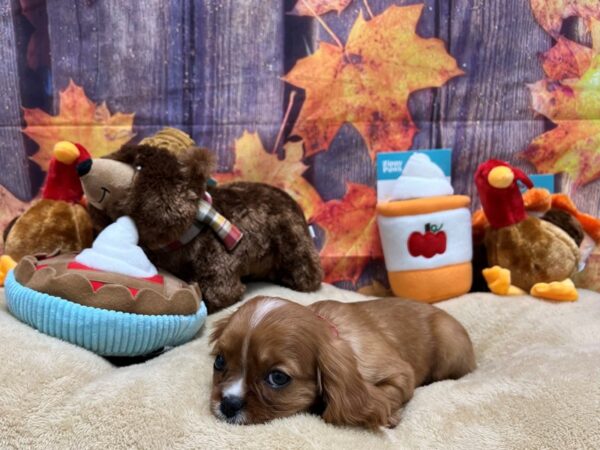 Cavalier King Charles Spaniel Dog Female Ruby 25770 Petland Las Vegas, Nevada