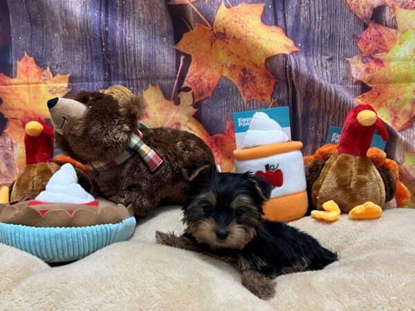 Yorkshire Terrier Dog Female Black / Tan 25765 Petland Las Vegas, Nevada