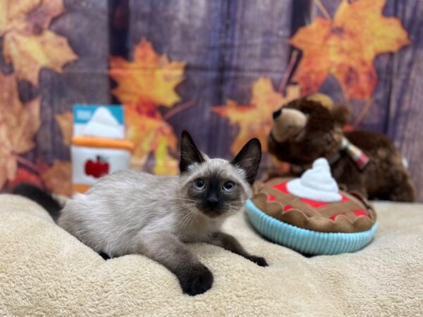 Siamese Cat Male Seal Point 25781 Petland Las Vegas, Nevada