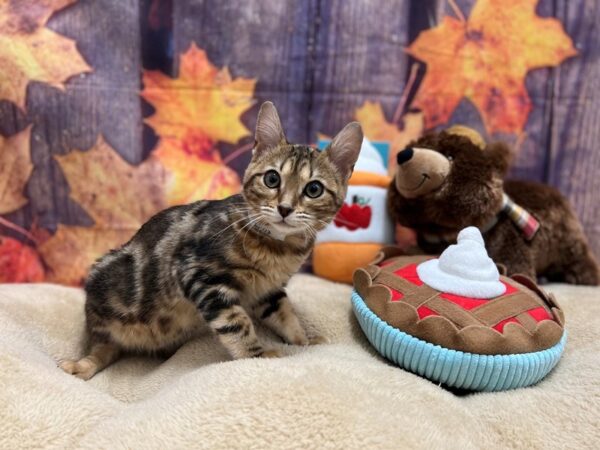 Bengal Cat Female Bronze Marble 25779 Petland Las Vegas, Nevada