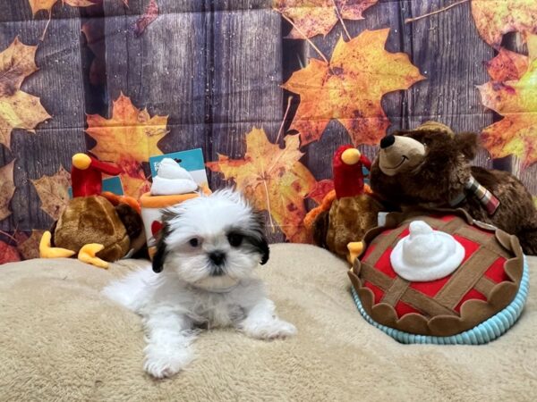 Poodle/Shih Tzu-Dog-Female--25776-Petland Las Vegas, Nevada