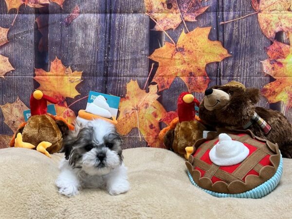 Poodle/Shih Tzu-Dog-Male--25775-Petland Las Vegas, Nevada