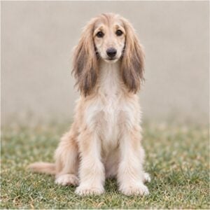 Afghan Hound puppies breed