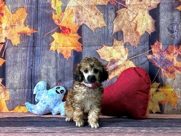 Poodle Dog Female Cafe Au Lait 25592 Petland Las Vegas, Nevada