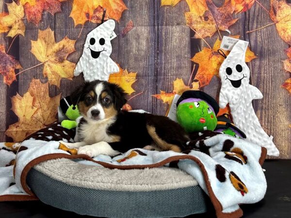 Australian Shepherd Dog Female Black and White 25603 Petland Las Vegas, Nevada