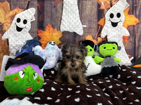 Poodle/Silky Terrier-Dog-Female-Blue Merle / Tan-25625-Petland Las Vegas, Nevada