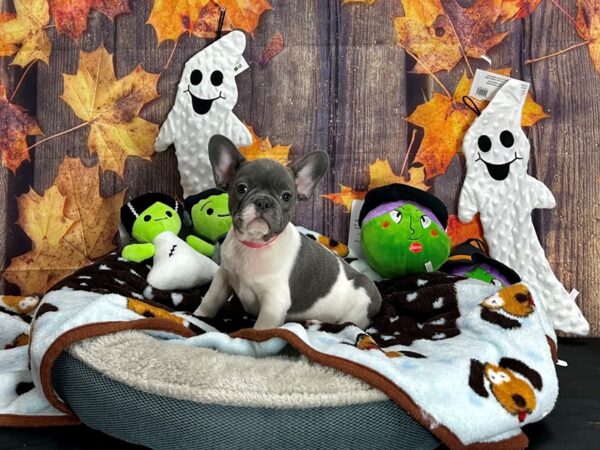 French Bulldog Dog Male Blue 25614 Petland Las Vegas, Nevada