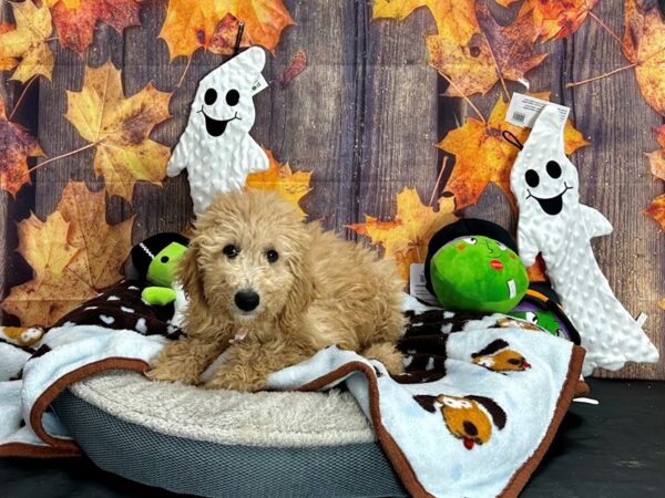 Labradoodle F1-B-Dog-Female--25633-Petland Las Vegas, Nevada