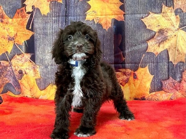 Cocker Spaniel/Poodle Dog Male Chocolate 25666 Petland Las Vegas, Nevada