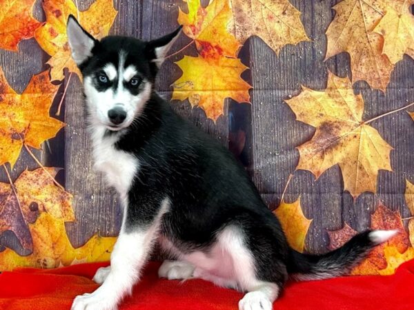 Siberian Husky Dog Male Black / White 25657 Petland Las Vegas, Nevada