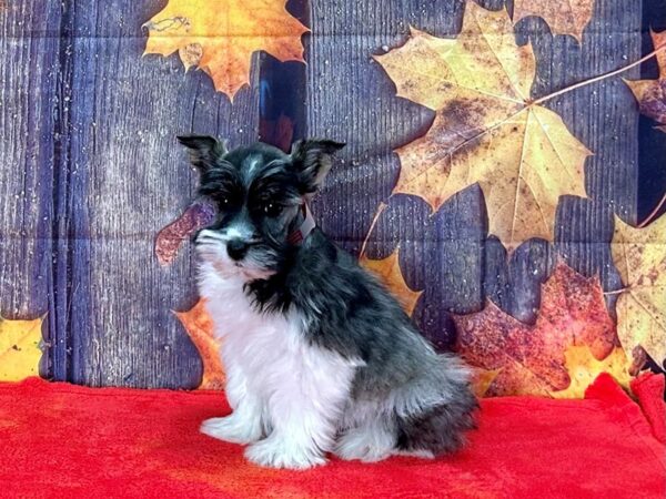 Miniature Schnauzer Dog Female Black and Silver 25635 Petland Las Vegas, Nevada