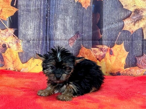 Yorkshire Terrier Dog Female Black and Tan 25638 Petland Las Vegas, Nevada