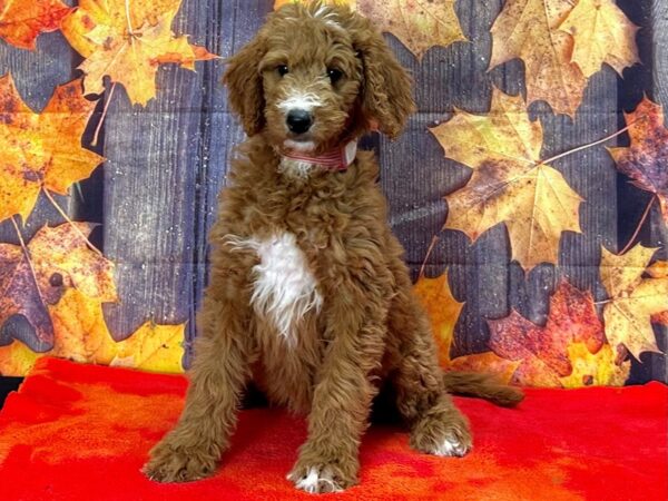 F1B Goldendoodle Dog Female 25671 Petland Las Vegas, Nevada