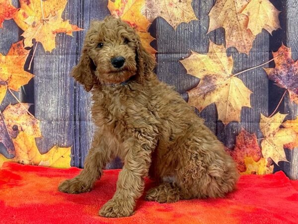 F1B Goldendoodle Dog Male 25670 Petland Las Vegas, Nevada