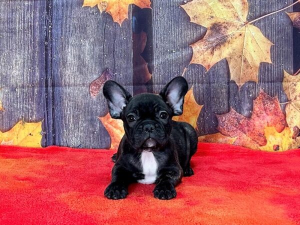 French Bulldog Dog Male Black Brindle 25668 Petland Las Vegas, Nevada