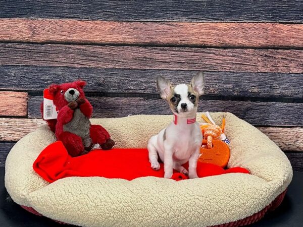 Chihuahua-Dog-Female-Black Sabled Fawn-25686-Petland Las Vegas, Nevada