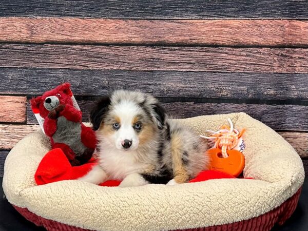 Miniature Australian Shepherd Dog Male Blue Merle 25694 Petland Las Vegas, Nevada