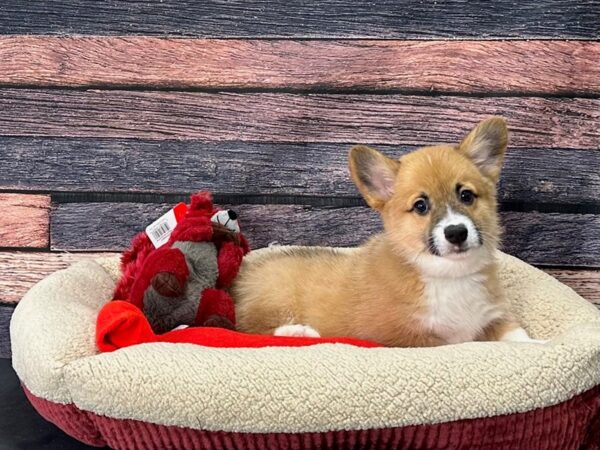 Pembroke Welsh Corgi Dog Male Red 25680 Petland Las Vegas, Nevada