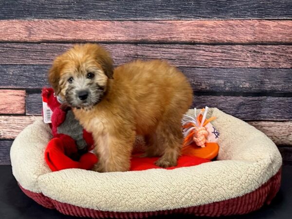 Soft Coated Wheaten Terrier Dog Female Wheaten 25675 Petland Las Vegas, Nevada