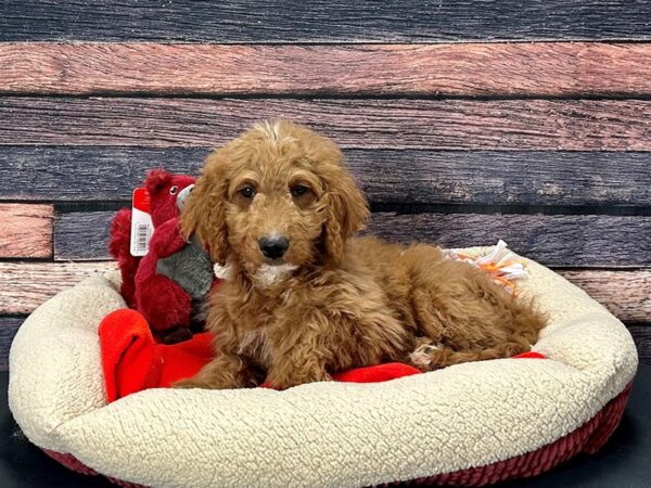 F1B Goldendoodle Dog Male Golden 25702 Petland Las Vegas, Nevada