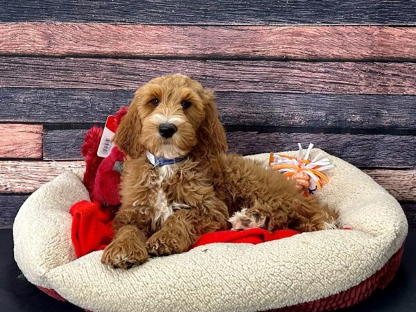 F1B Goldendoodle Dog Male Golden 25703 Petland Las Vegas, Nevada