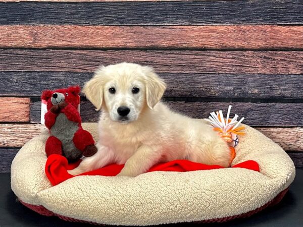 Golden Retriever Dog Male Golden 25701 Petland Las Vegas, Nevada