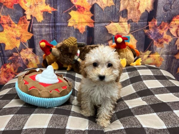 F1b Cavapoo-Dog-Female-Apricot-25739-Petland Las Vegas, Nevada