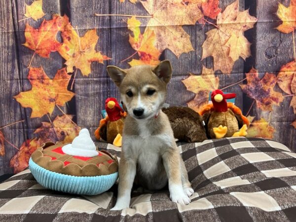 Shiba Inu Dog Female Red 25730 Petland Las Vegas, Nevada