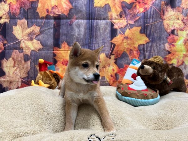 Shiba Inu Dog Male Red 25750 Petland Las Vegas, Nevada