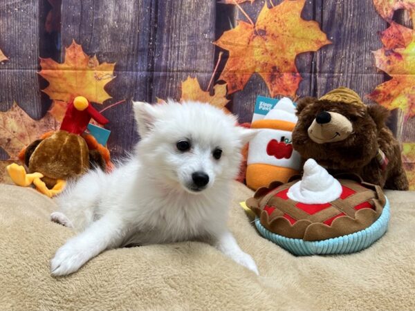 American Eskimo Dog-Dog-Female-White-25754-Petland Las Vegas, Nevada