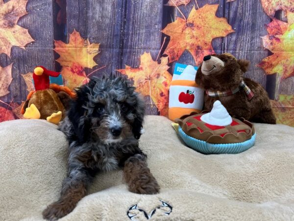 F1B Mini Bernadoodle Dog Female Blue Merle / Tan 25763 Petland Las Vegas, Nevada