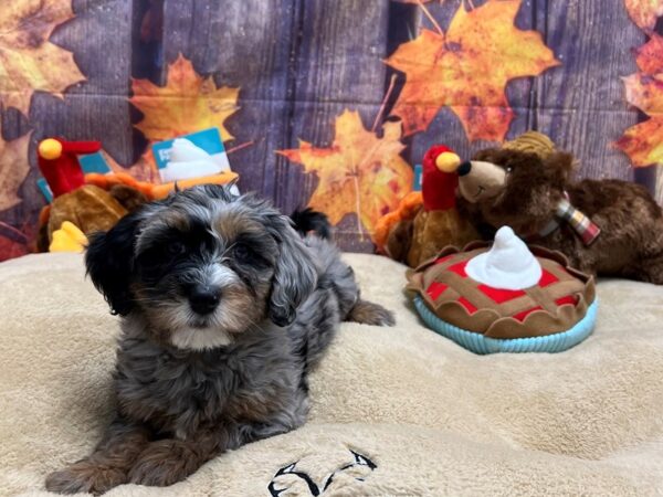 F1B Mini Bernedoodle-Dog-Female-Blue Merle / Tan-25762-Petland Las Vegas, Nevada