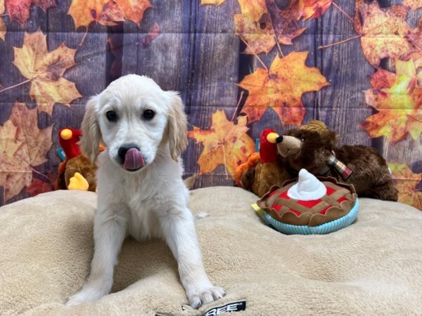 Golden Retriever Dog Female Golden 25772 Petland Las Vegas, Nevada